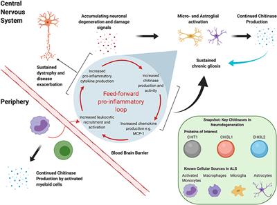 The Chitinases as Biomarkers for Amyotrophic Lateral Sclerosis: Signals From the CNS and Beyond